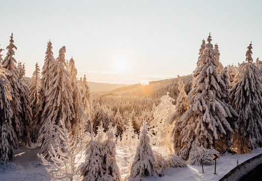 De bästa eteriska oljorna i vinter