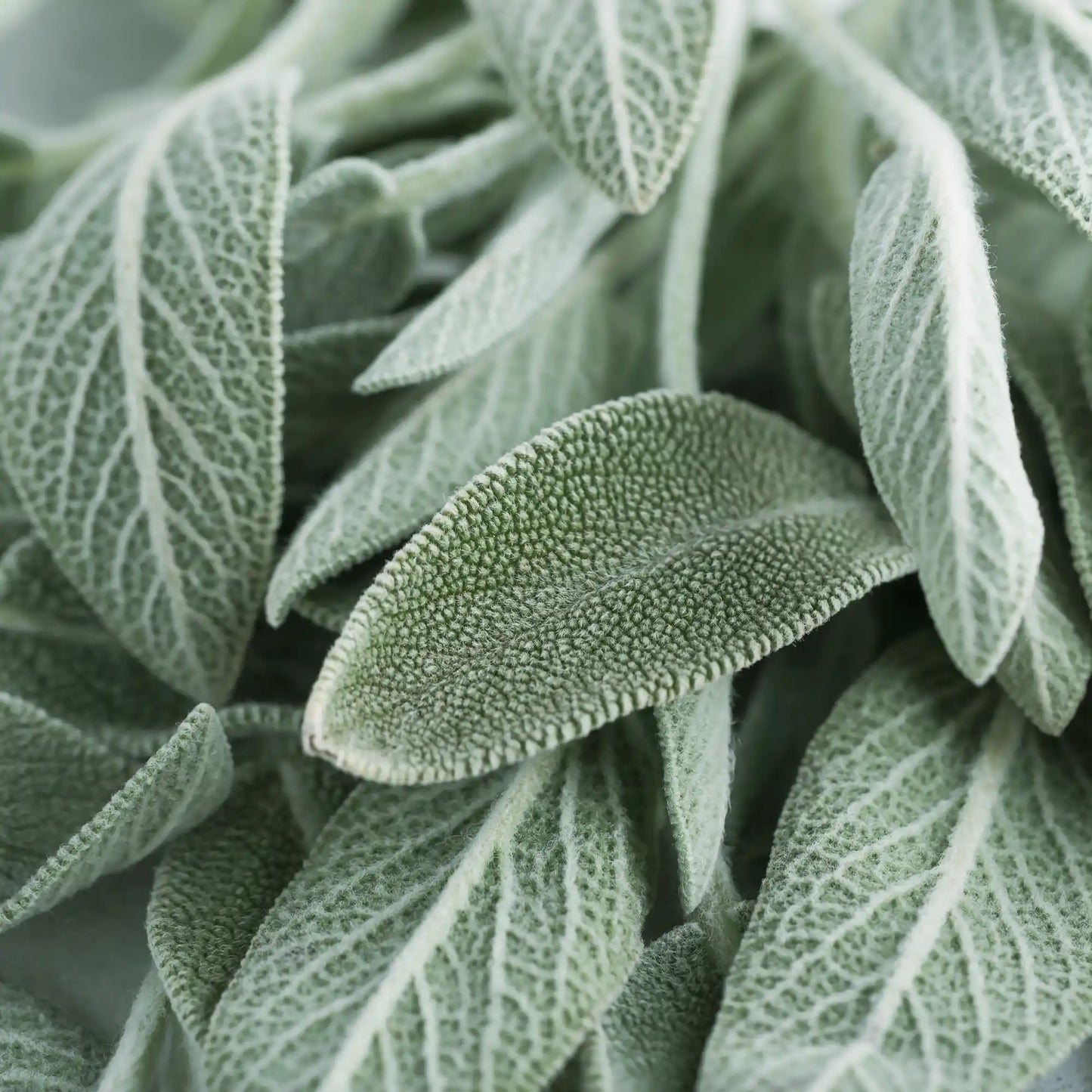 Muskatellsalvia eterisk olja 15 ml