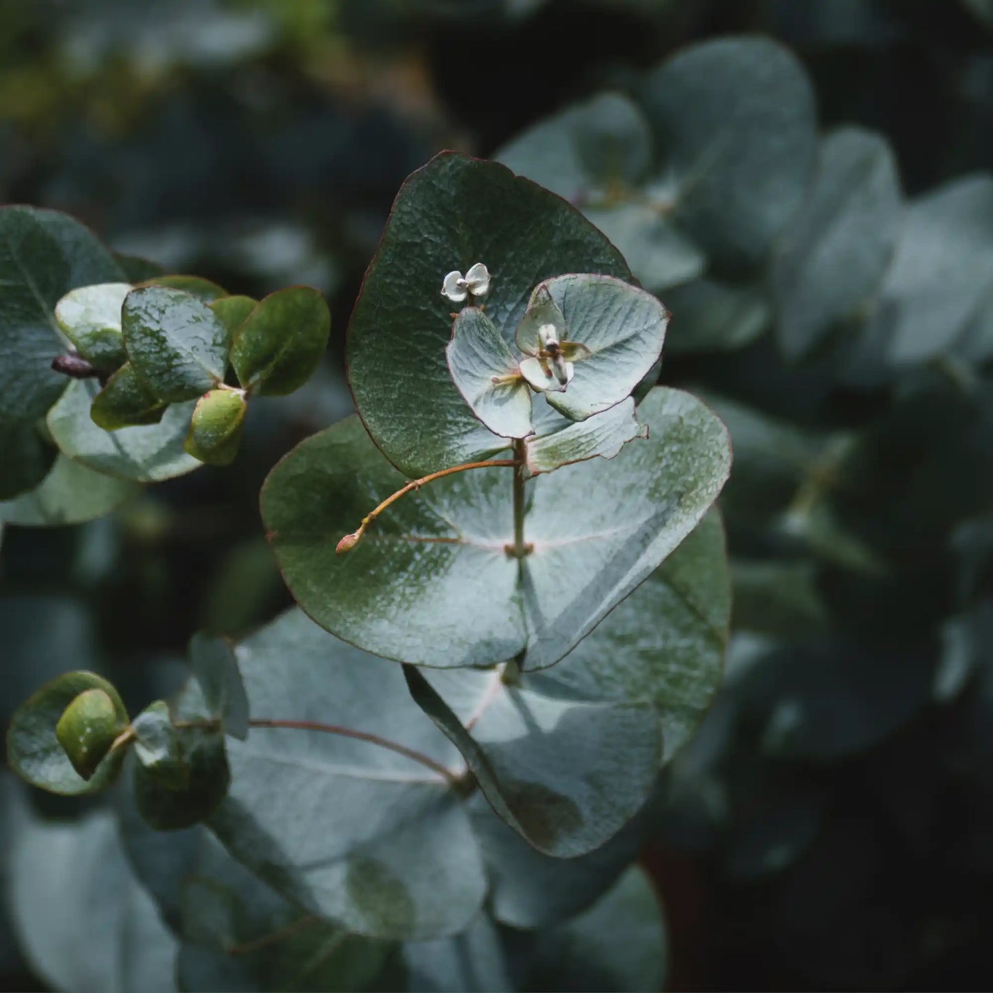 Eukalyptus eterisk olja 15 ml