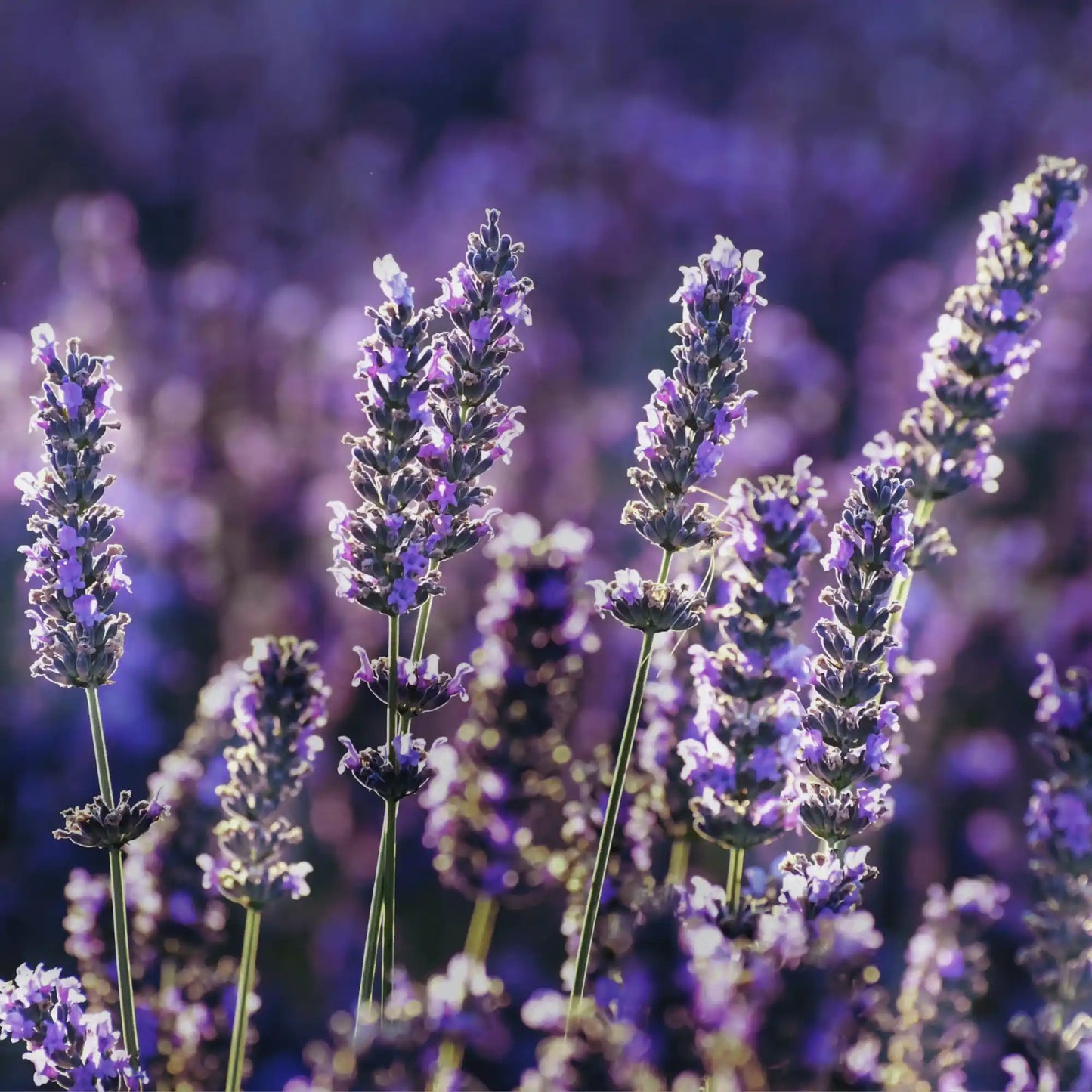 Lavendel eterisk olja 15 ml