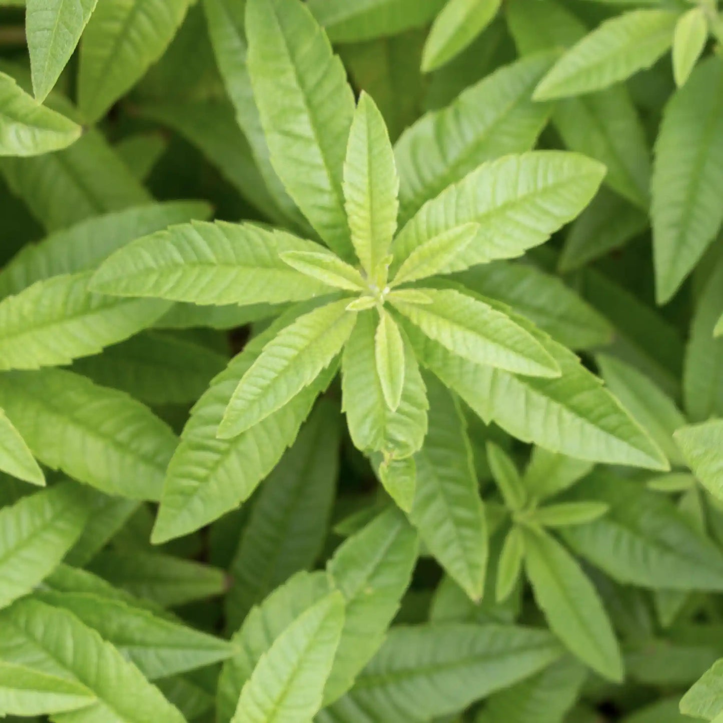 Citronverbena eterisk olja 15 ml