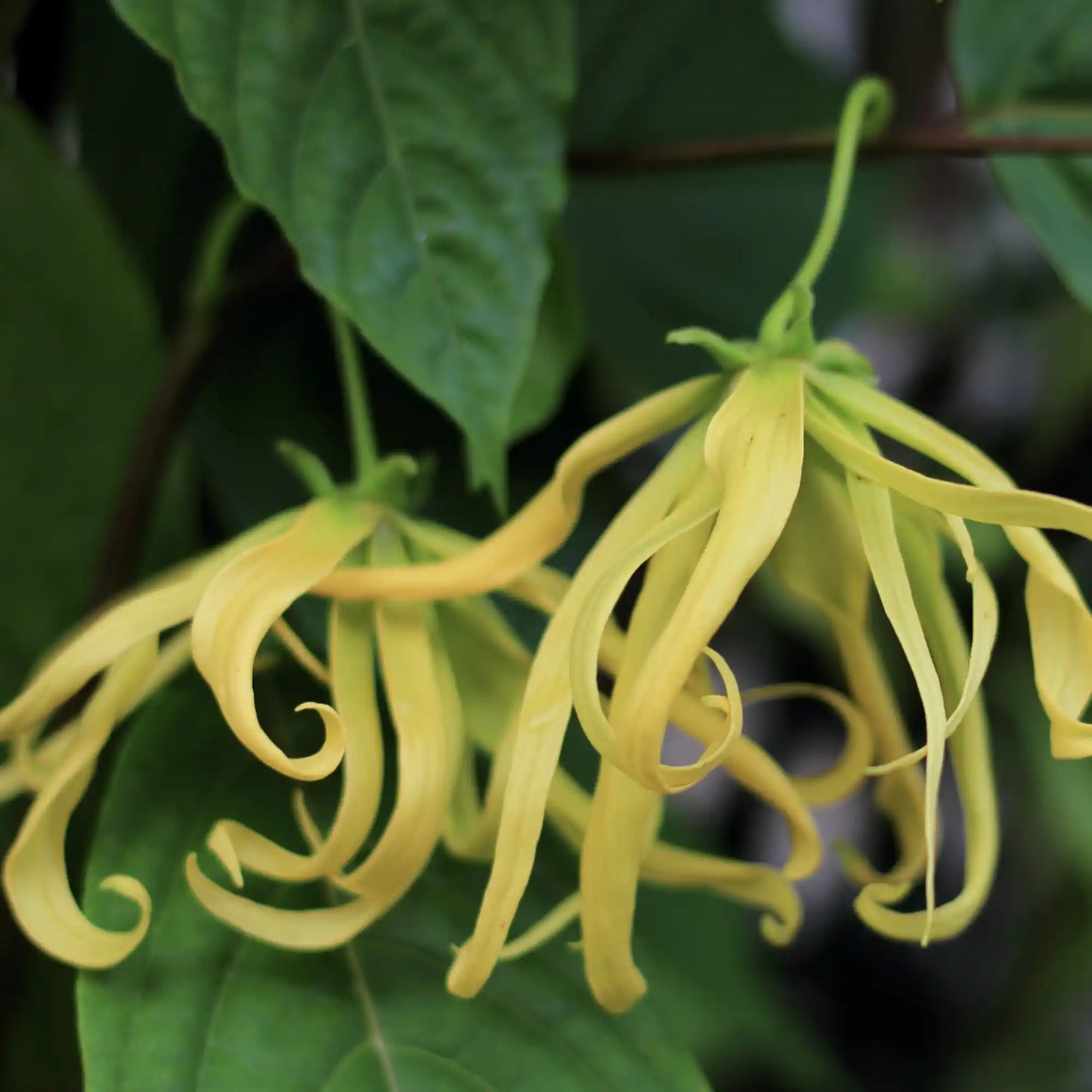 Ylang Ylang 1:a eterisk olja 15 ml